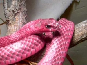 pink snake